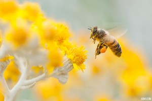 ill-macro-jardin-giens-A