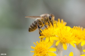 ill-macro-jardin-giens-B