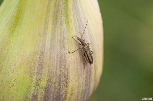 ill-macro-jardin-giens-C