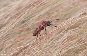 ill-macro-jardin-giens-D