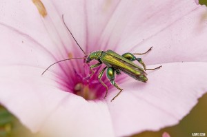 macro photographie