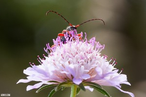 pic du niel photo macro