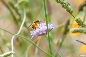 photographie papillon