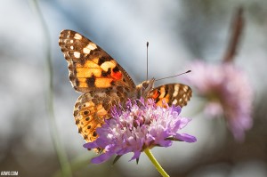 macro reportage photo