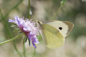 photographie macro papillon